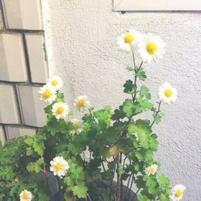 妖怪金手指果盘变态版下载